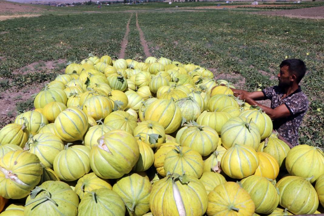 Toprağın yapısı meyvenin lifsiz ve lezzetli olmasını sağlıyor: Günde 200-300 ton hasat ediliyor 7